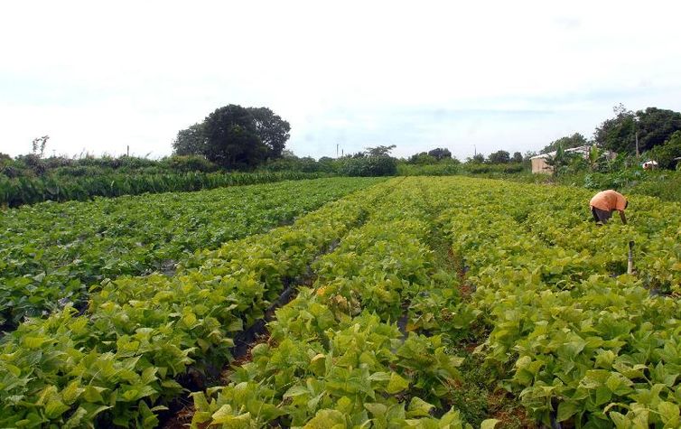 Câmara aprova política que estimula permanência de jovens no campo