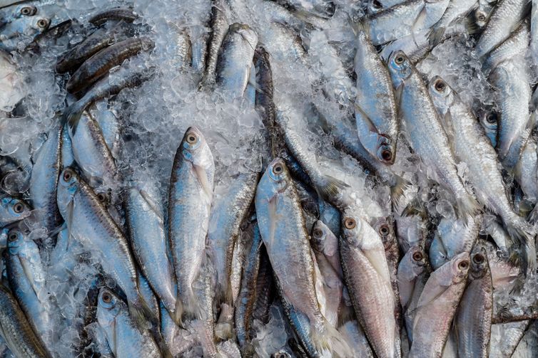 Abipesca pede crédito emergencial para reduzir impacto do tarifaço 