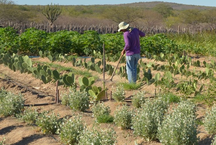 Rendimento de trabalhador rural sobe 5,5% no 1º trimestre 