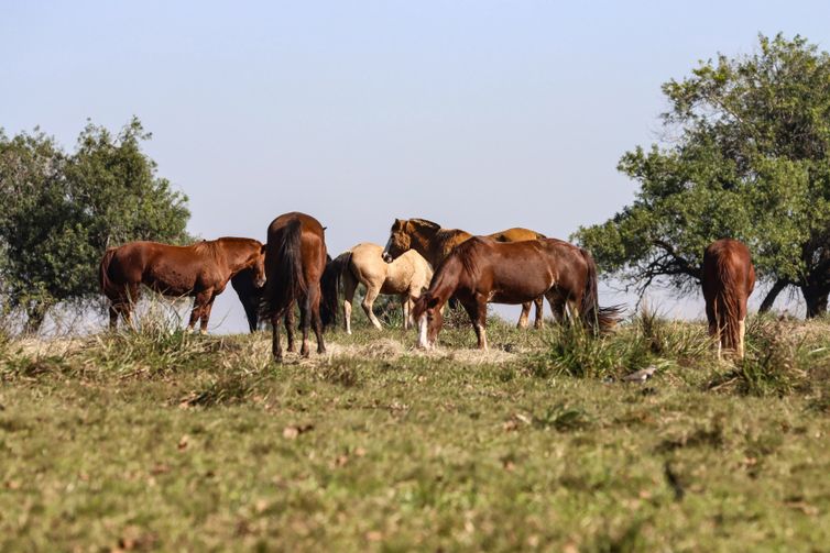Três pessoas tiveram encefalite equina venezuelana no AM, diz Fiocruz